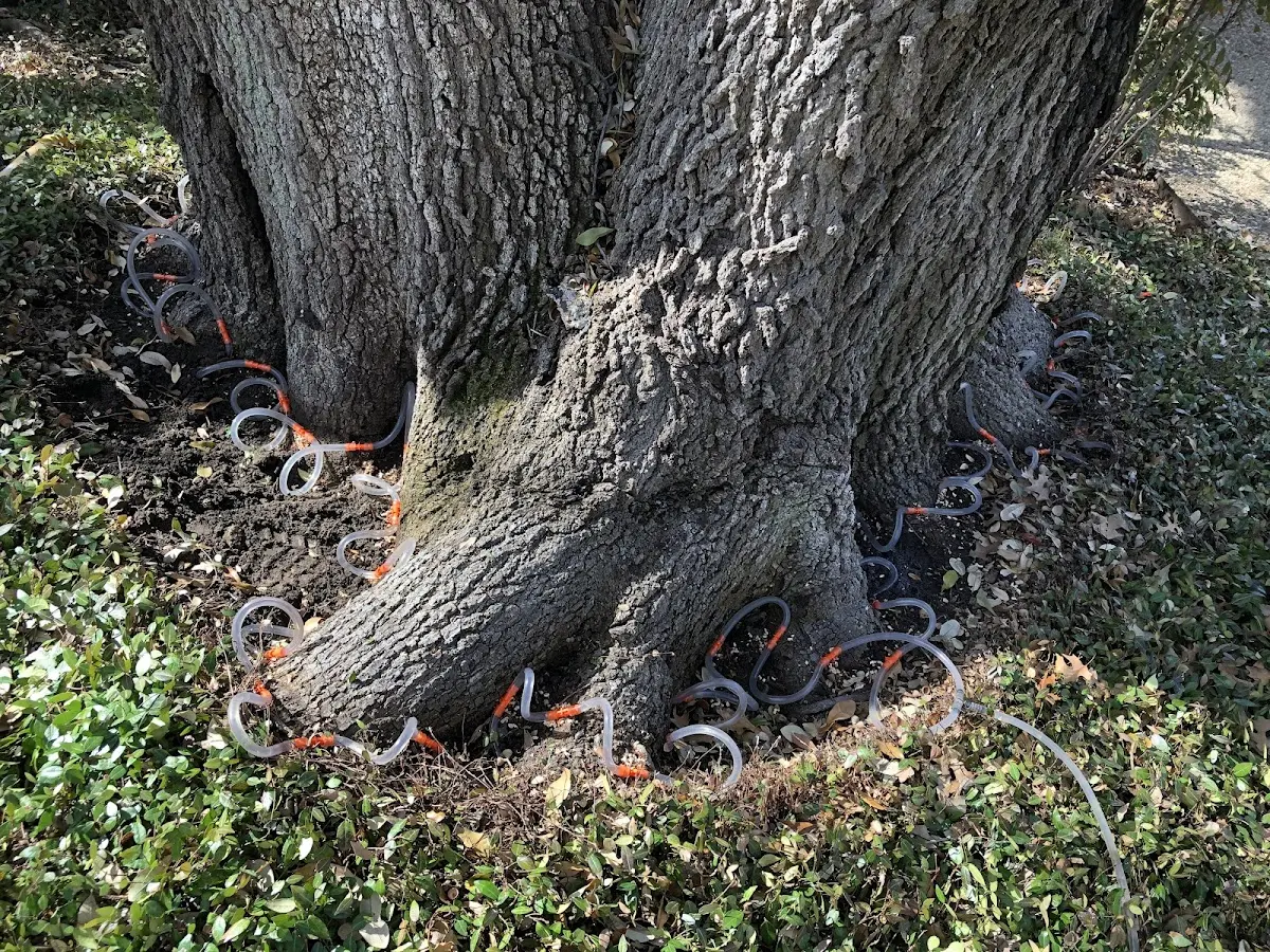 Detailed Tree Cabling and Bracing job site in Una