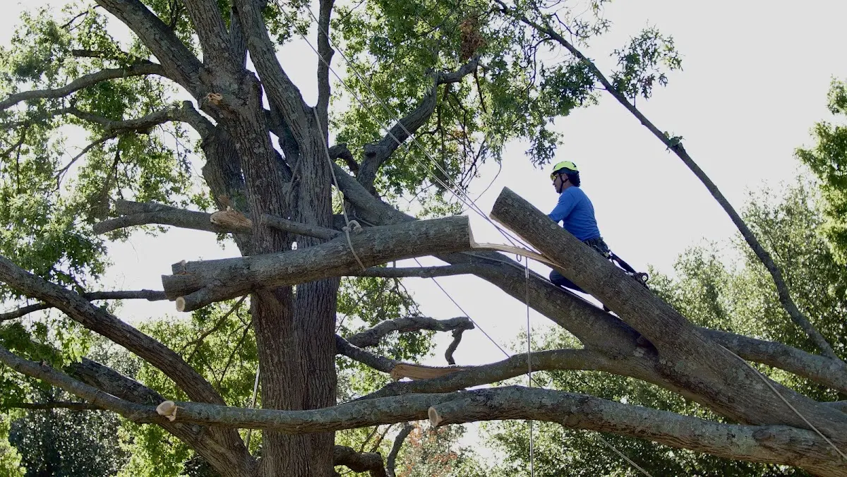 Professional Crown Thinning performed by certified arborists in Una