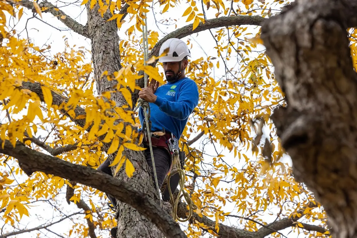 Skilled Tree Trimming crew working in Una
